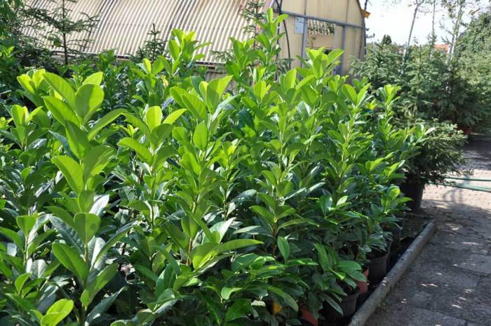 Предизвикайте творческата си страна с жив плет от лигуструм