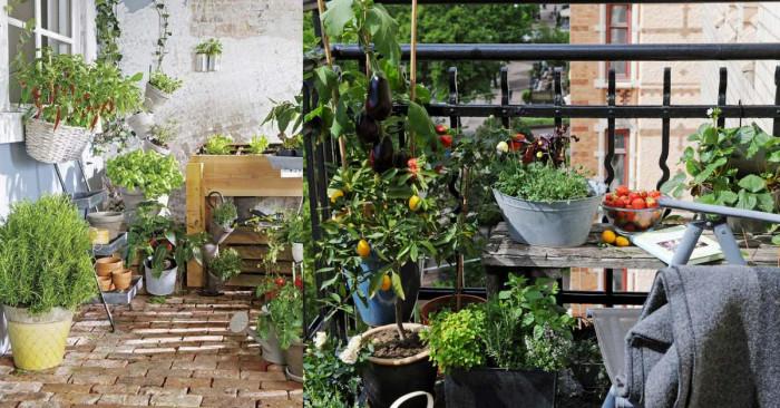 Листни зеленчуци и подправки - идеален вариант