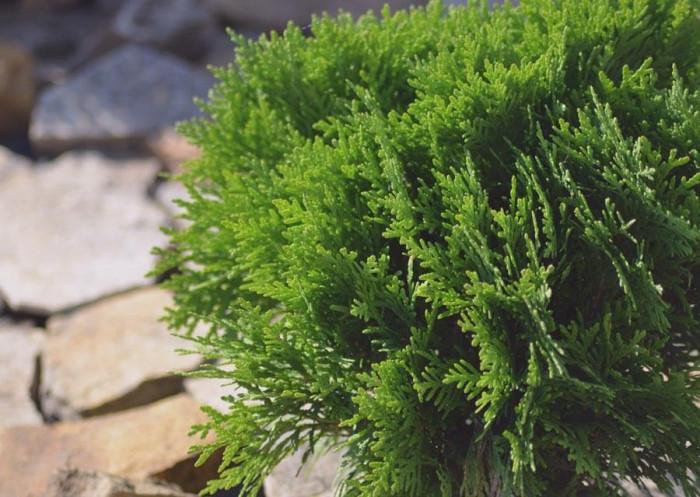 Идеално решение за тези от вас, които не разполагат с време за събиране на листа