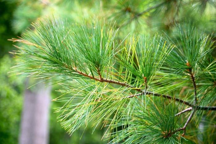 Съхранете традицията с живо борово дръвче