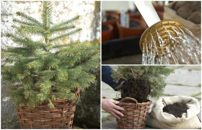 Как обаче да запазим дръвчето живо до засаждането?