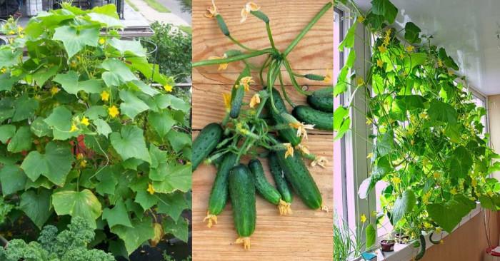 Как да гледаме краставици?