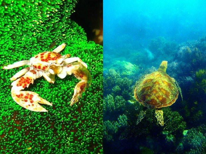 Големият бариерен риф