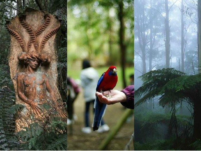 Гората Данденонг