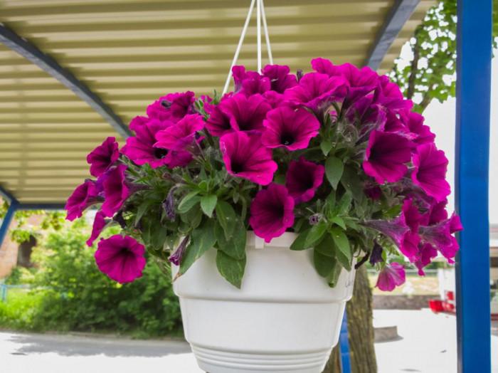 Избере едногодишни или многогодишни растения