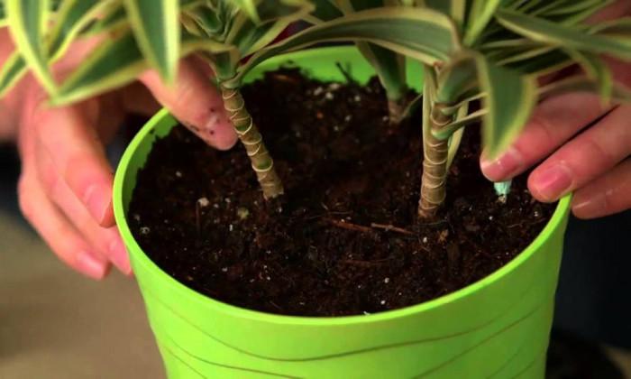 Намалете “храната” на растенията