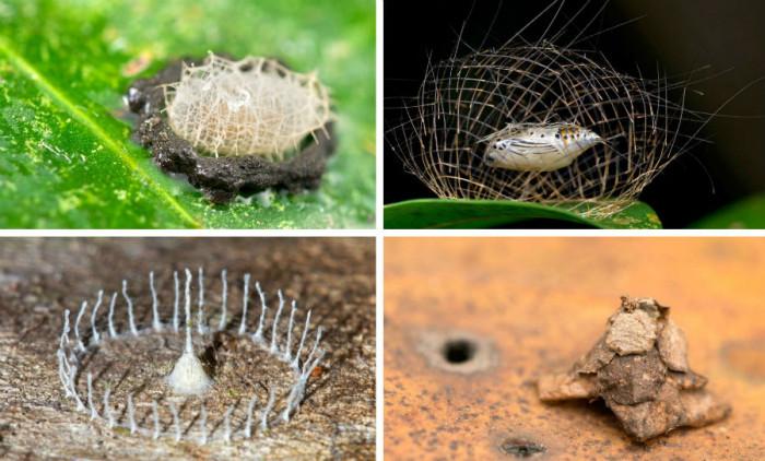 7 мистериозни структури от най-малките архитекти в света