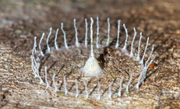 Замък от коприна