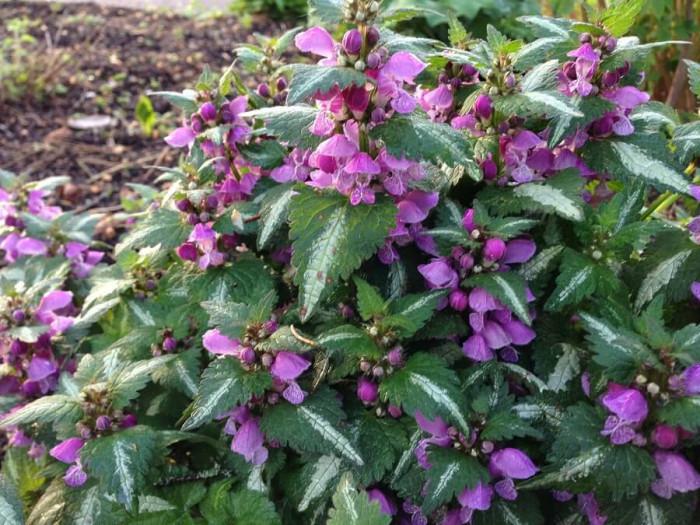 Мъртва коприва