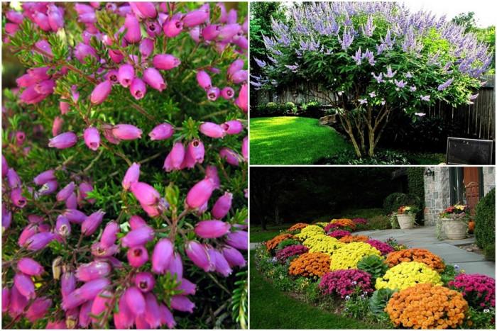 Идеи за озеленяване на двор с есенни цветя