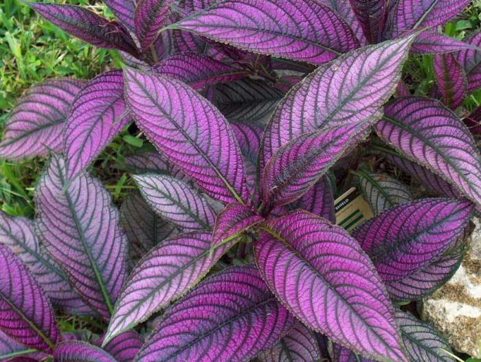 Персийски щит