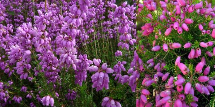 Розова нежност с ерика