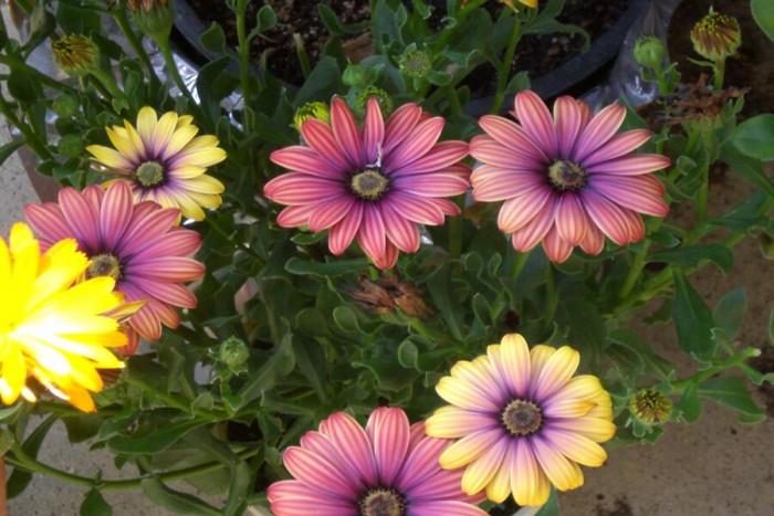 Цветово разнообразие с приказната астра