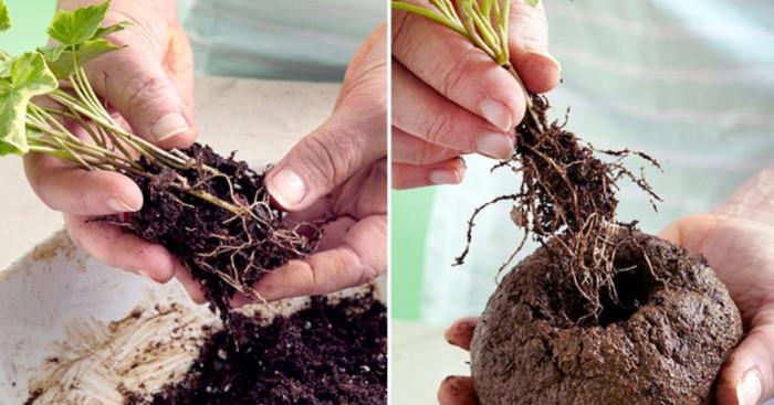 Стъпка 2: Изберете растение и засадете