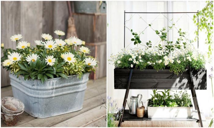 Маргаритката