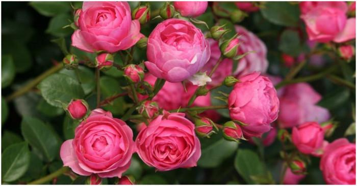 Как да се погрижите за розите през есента?