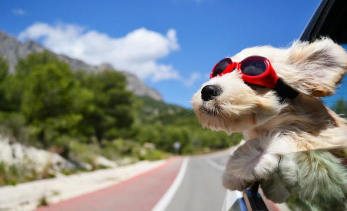 Ваканция с куче - какво да не забравим да вземем!