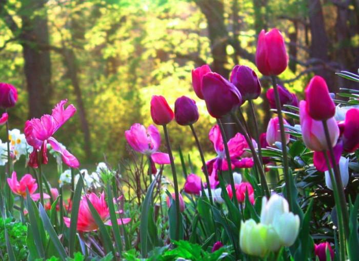 5 безценни житейски урока, които може да научите от своята градина