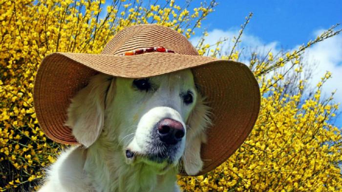 Без косми и по дрехите ви