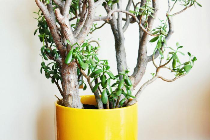 Изпълнението