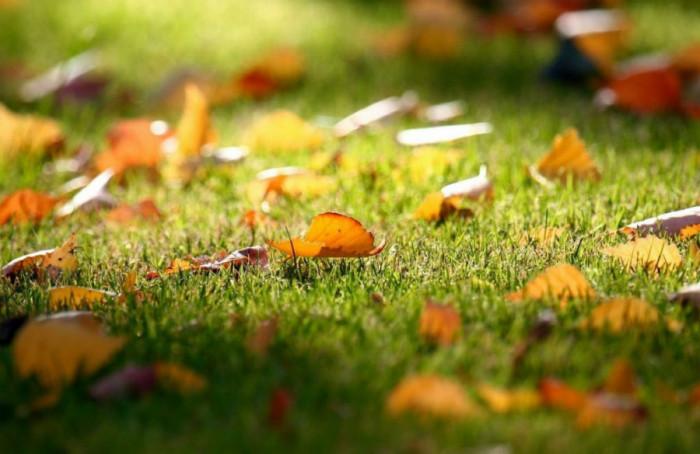 Почистете добре моравата