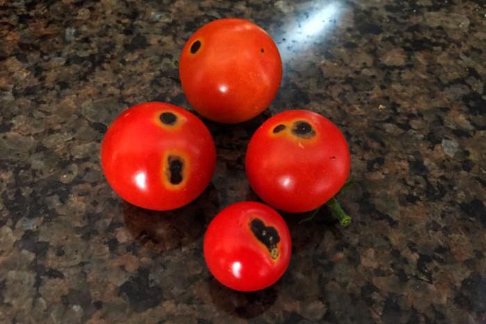 Черни петна по доматите? Има решение!