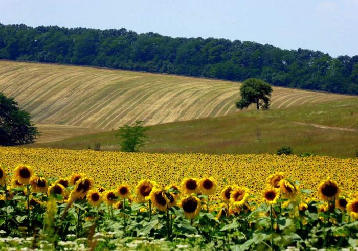 Какви са ползите за страната ни?