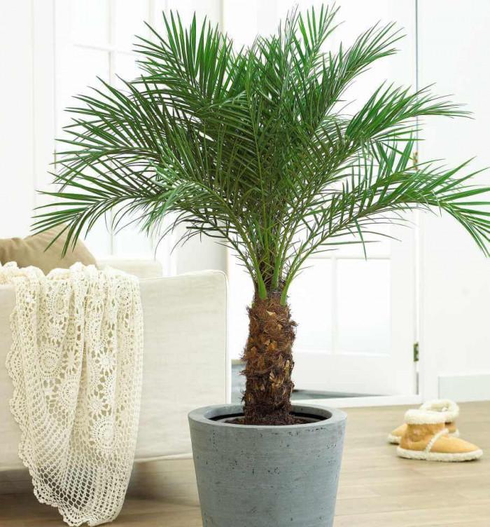 Кое място у дома е подходящо за палмите?