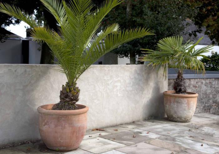 Как да се грижим за палмите през зимата?