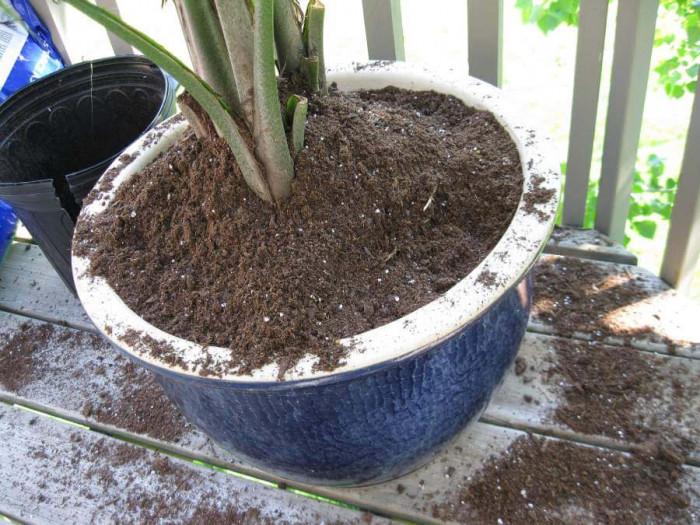 Насоки относно присаждането и торенето на палмите