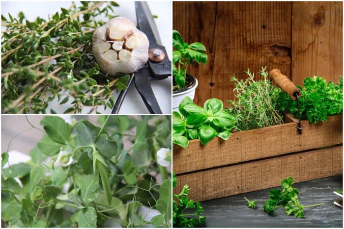 Направете си билкова градина!