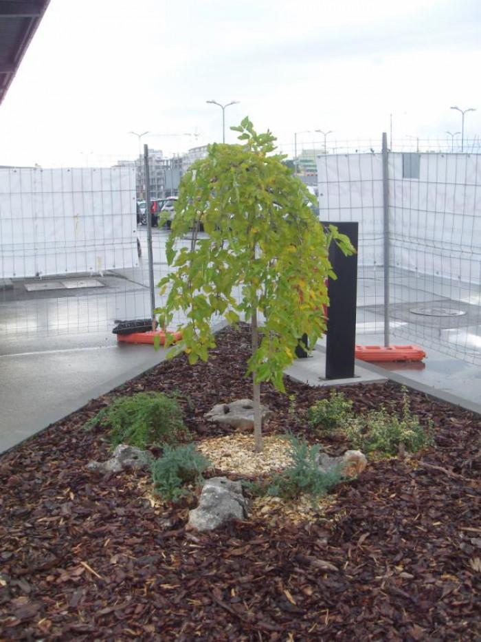 Снимка  от Румена Воденичарова