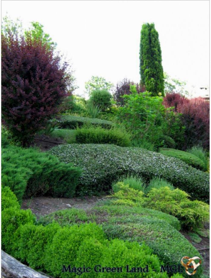 Оформяне на паркова растителност