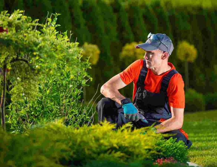 Основни типове растения за градината