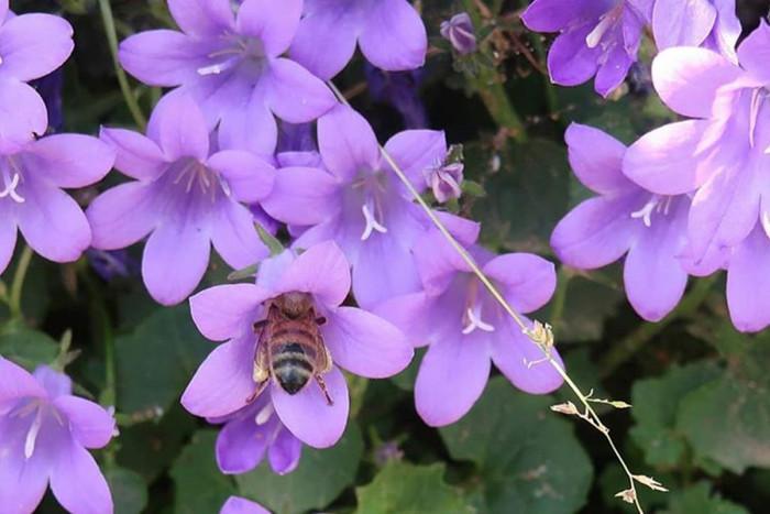 Няколко лични съвета за реализиране на желаната градина с цветя