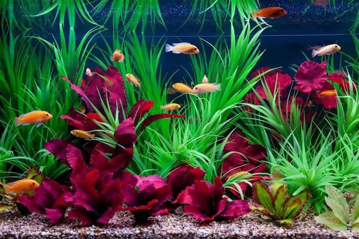 Флора и фауна – аквариумът оживява