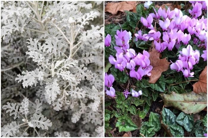 Необичайно име - красиви цветове