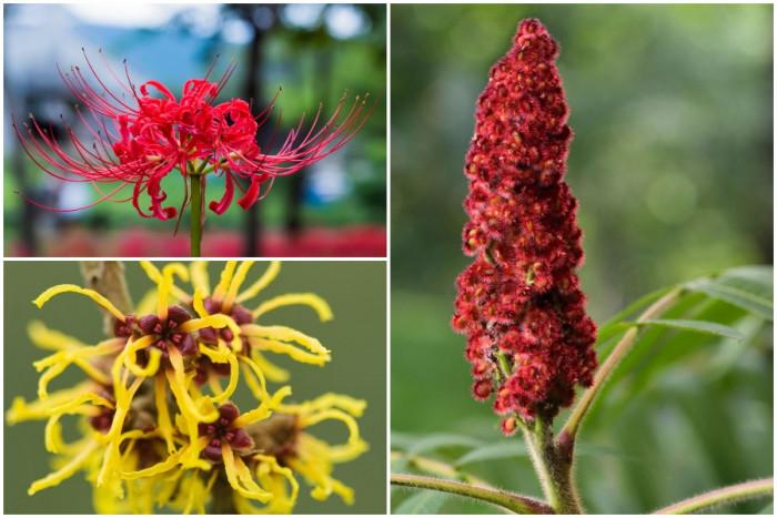 По листата ще ги познаете