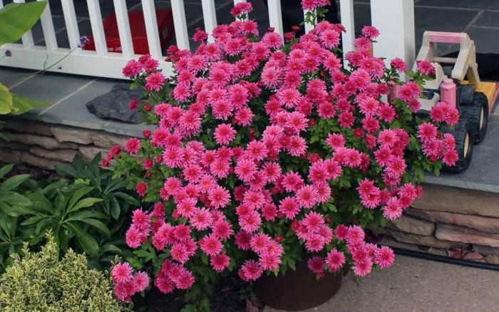 Есенни цветя в двора – какво трябва да знаем