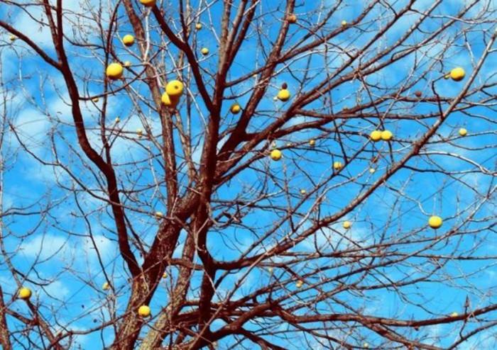 Добрите градинари знаят: варосването на дръвчетата е задължително