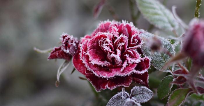 Поливане и торене на стайните растения през зимата