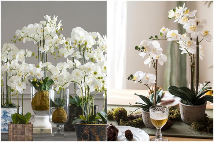 Период на цъфтеж и на покой