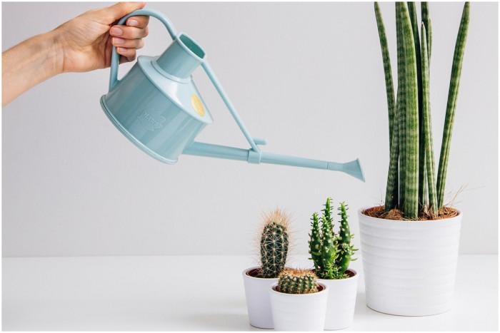 Поливане на цветята през зимния период