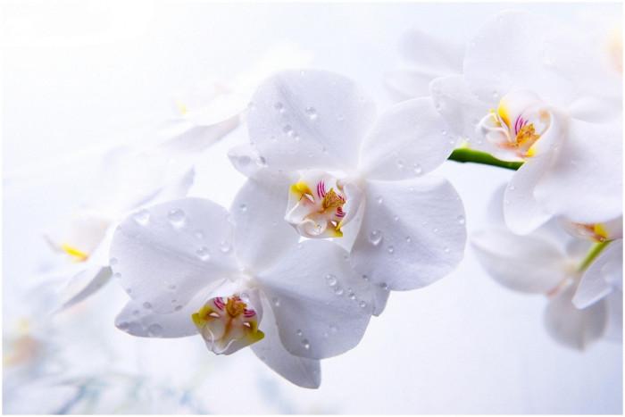 Следете температурата в стаята, в която се намира орхидеята ви