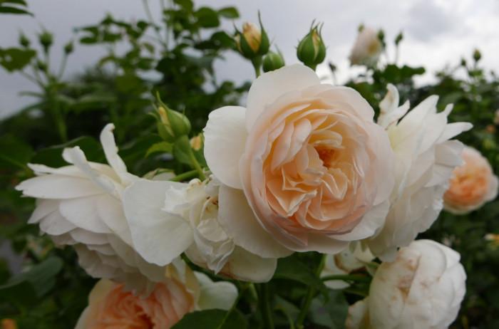 Кардинг Мил (Carding Mill) е само за ценители