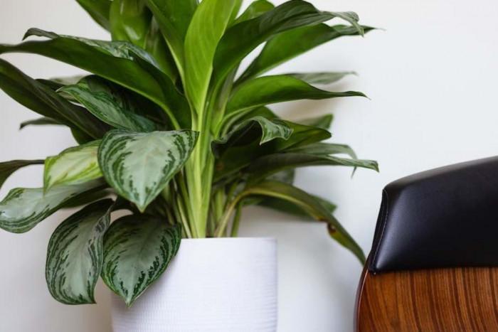 Нека новите растения си починат