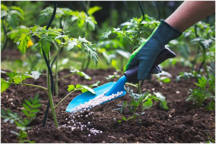 Какво представляват торовете?