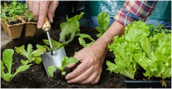 Как да наторявате ранните зеленчуци