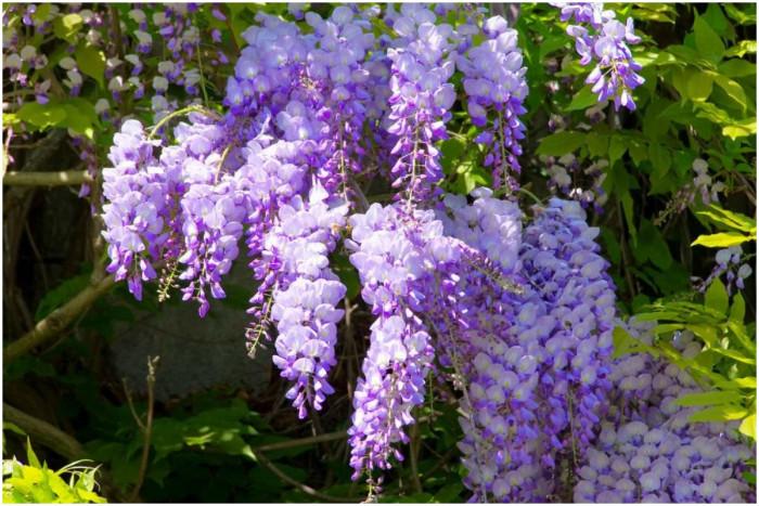 Грижа и подрязване на вистерията