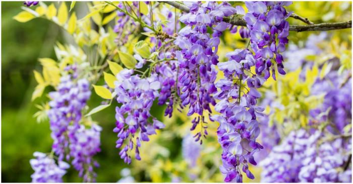 Вистерия - увиващата се красавица